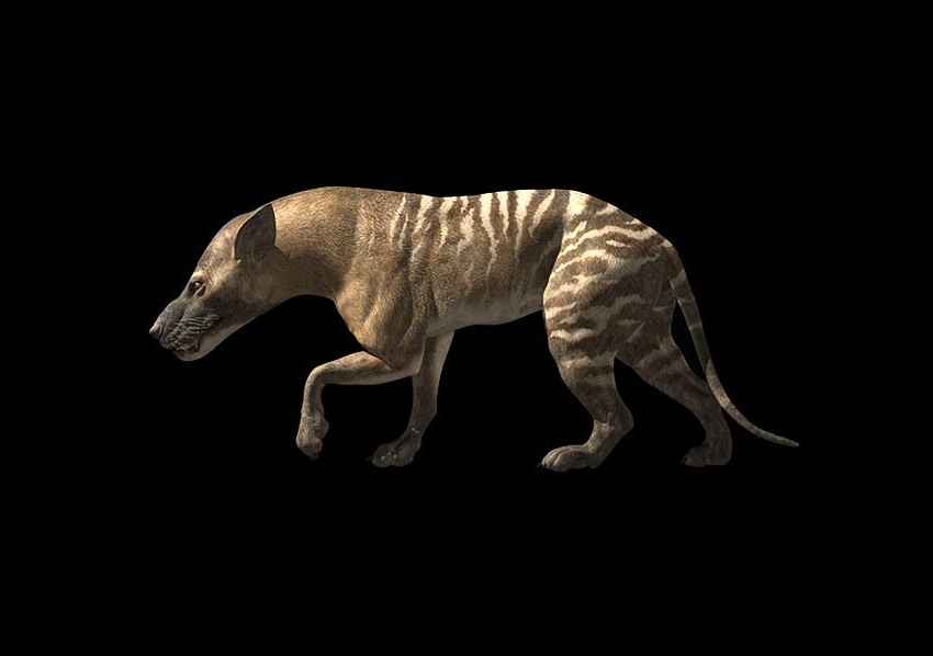 Hyaenodon gigas