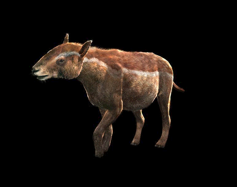 Propalaeotherium