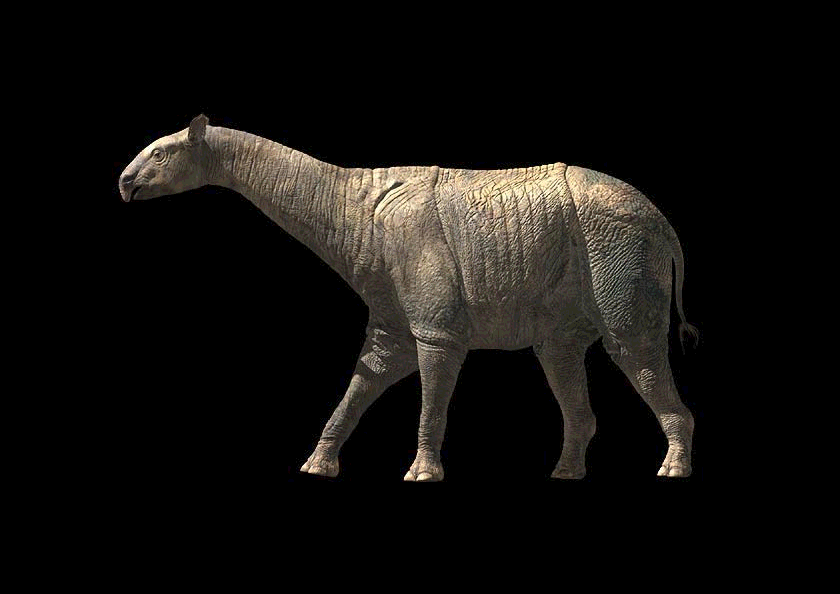 Paraceratherium